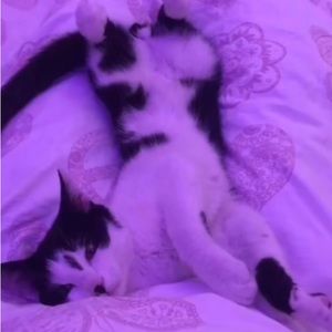 Meet your Posher, Lila